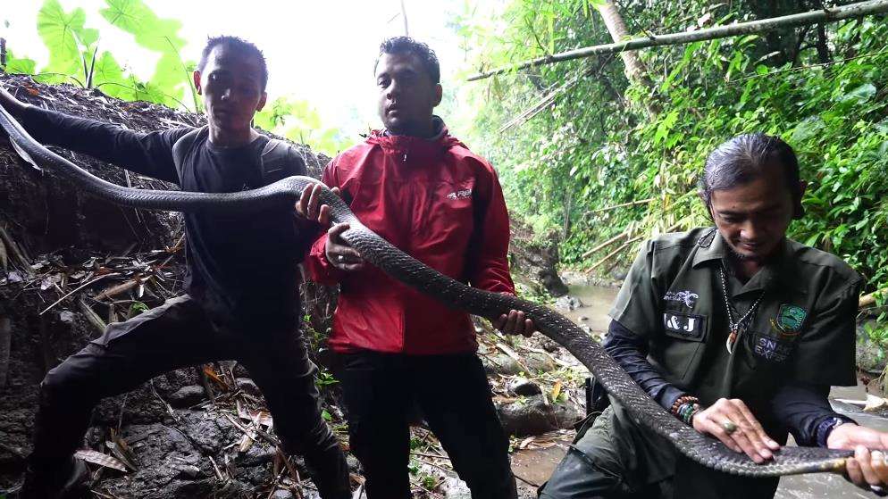 Panji Petualang ketemu king kobra hitam raksasa di sungai hutan bambu.