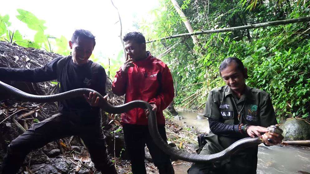 Panji Petualang ketemu king kobra hitam raksasa di sungai hutan bambu.