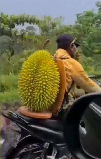 Viral pengendara motor bonceng durian raksasa.