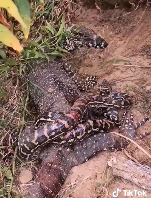 Meski tubuh tercabik-cabik, ular piton tetap nekad lawan biawak.