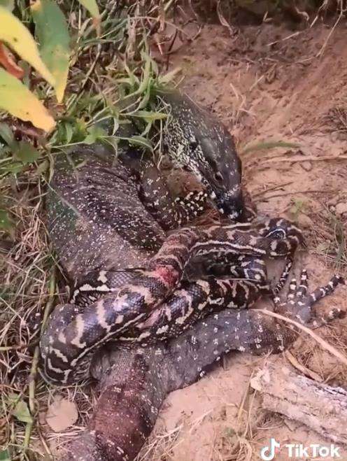Meski tubuh tercabik-cabik, ular piton tetap nekad lawan biawak.
