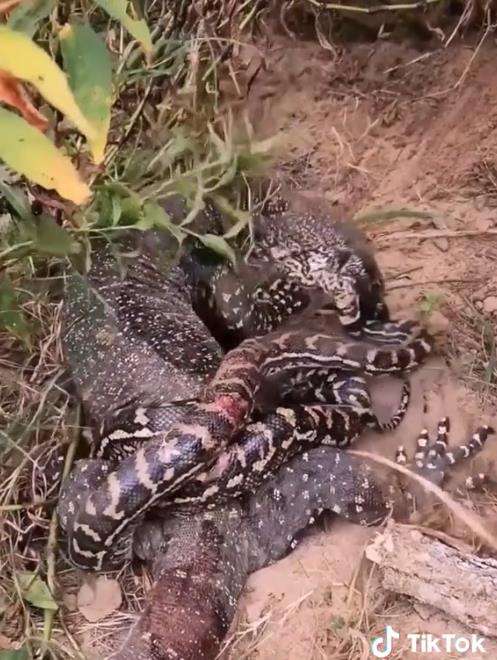 Meski tubuh tercabik-cabik, ular piton tetap nekad lawan biawak.