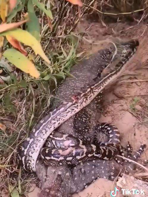 Meski tubuh tercabik-cabik, ular piton tetap nekad lawan biawak.