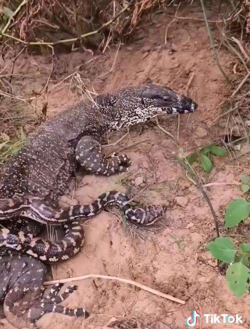 Meski tubuh tercabik-cabik, ular piton tetap nekad lawan biawak.