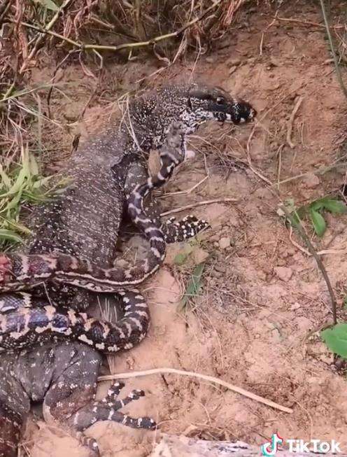 Meski tubuh tercabik-cabik, ular piton tetap nekad lawan biawak.