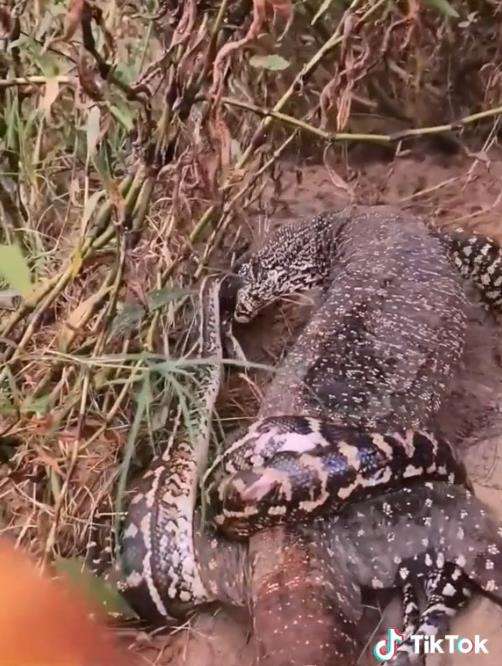Meski tubuh tercabik-cabik, ular piton tetap nekad lawan biawak.