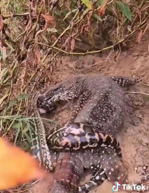 Meski tubuh tercabik-cabik, ular piton tetap nekad lawan biawak.