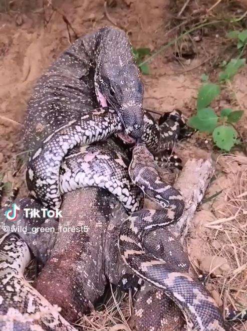 Meski tubuh tercabik-cabik, ular piton tetap nekad lawan biawak.