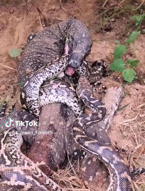 Meski tubuh tercabik-cabik, ular piton tetap nekad lawan biawak.