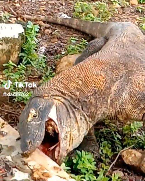 Komodo serakah, mulut menganga tertahan tanduk mangsa.