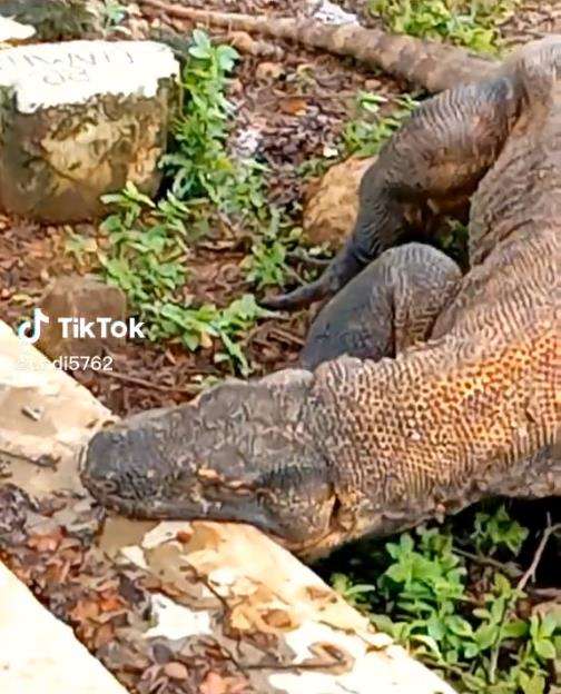 Komodo serakah, mulut menganga tertahan tanduk mangsa.