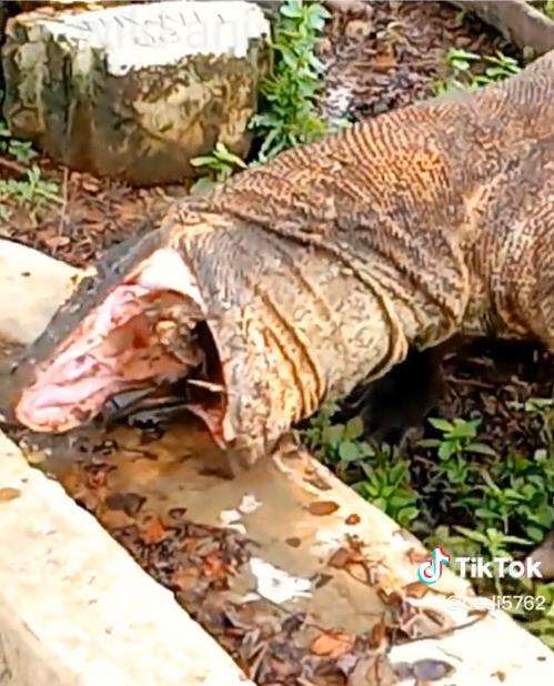 Komodo serakah, mulut menganga tertahan tanduk mangsa.