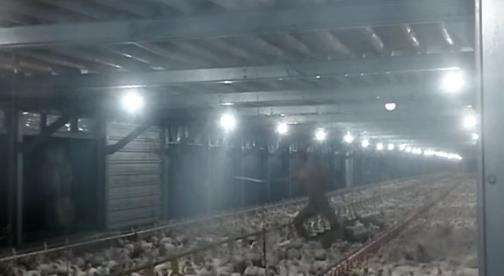 Penampakan pocong di peternakan ayam.