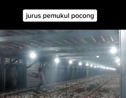 Penampakan pocong di peternakan ayam.