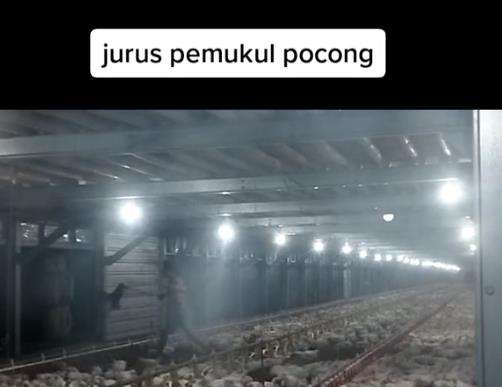 Penampakan pocong di peternakan ayam.