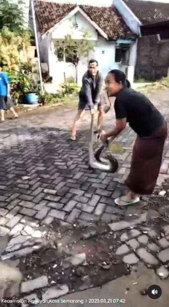 ras Terkuat di Bumi! Aksi Nekat Emak-Emak Tangkap Ular 3 Meter Tangan Kosong Bikin Warganet Melongo