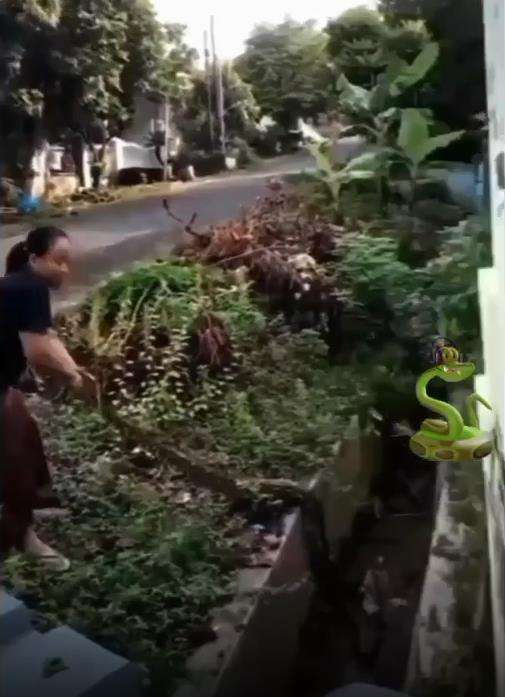 Momen emak-emak tangkap ular piton.