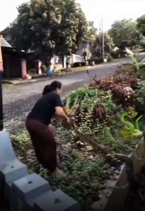 Momen emak-emak tangkap ular piton.