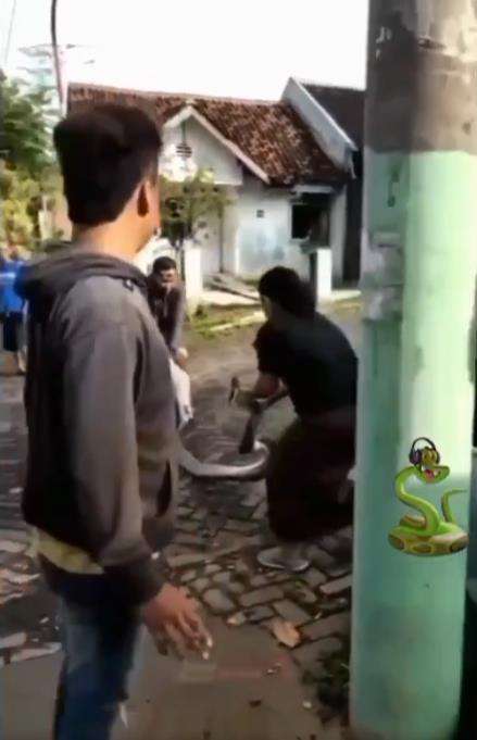 Momen emak-emak tangkap ular piton.