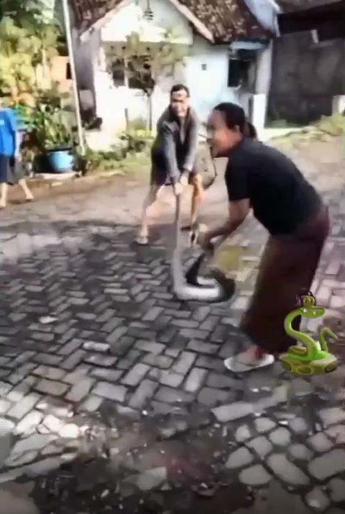 Momen emak-emak tangkap ular piton.