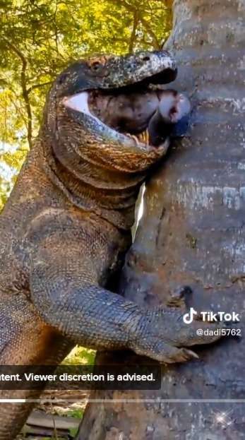 Telan Mangsa Bulat-Bulat Tanpa Dicabik, Komodo Klenger Tak Bisa Menelan, Hanya Bisa Sandaran Pohon Kelapa
