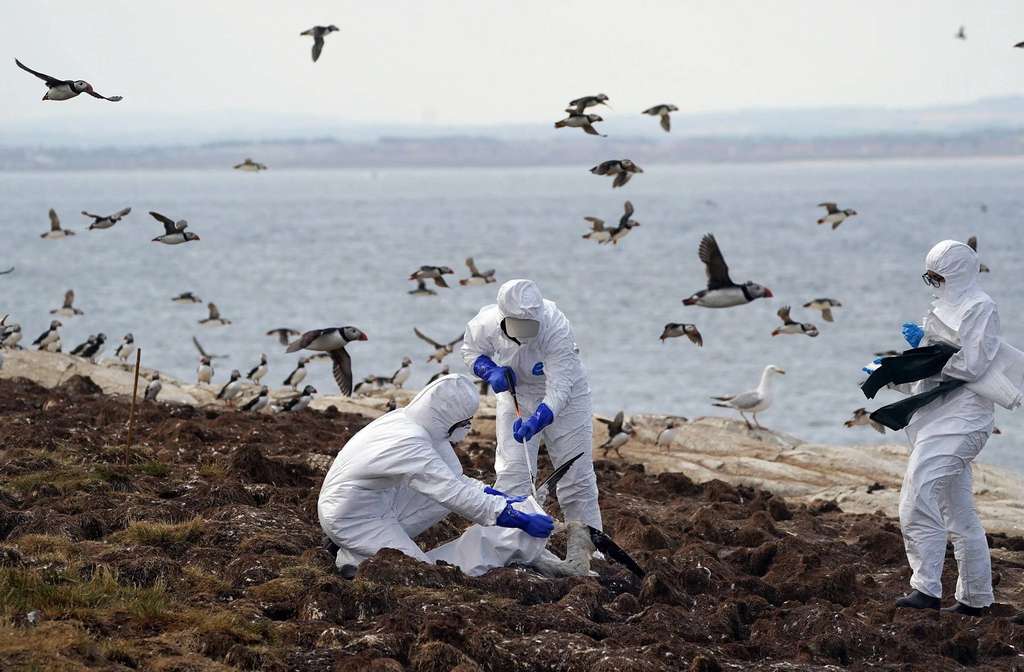 Ilmuwan tengah meneliti burung liar yang mati karena flu burung