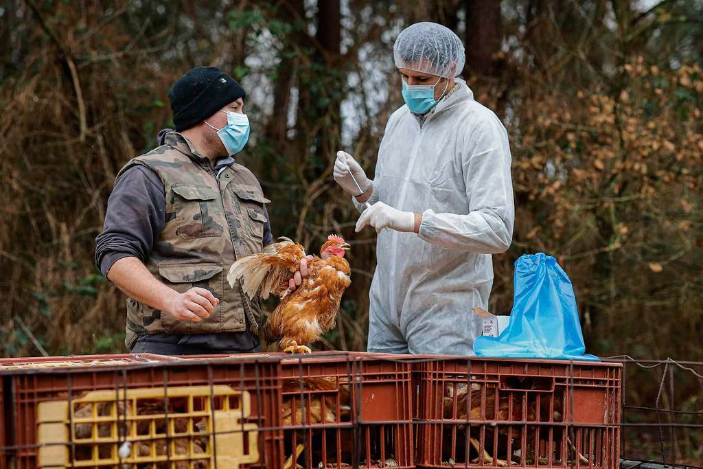 Peternakan ayam rentan terpapar flu burung