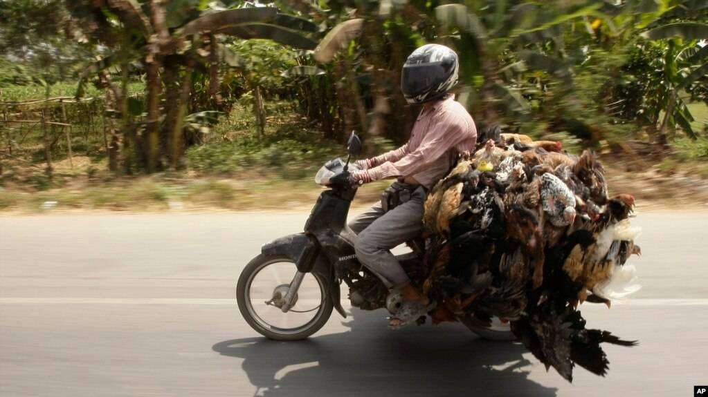 Pedagang ayam di Kamboja