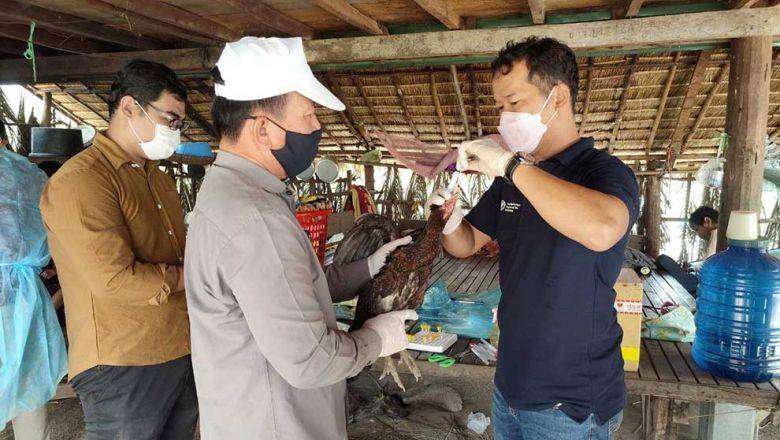 Petugas di Kamboja tengah memvaksinasi ayam