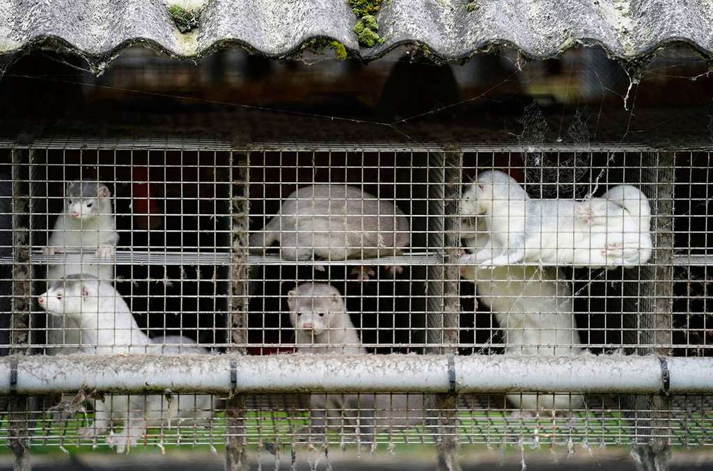 Peternakan cerpelai di Spanyol terserang virus flu burung