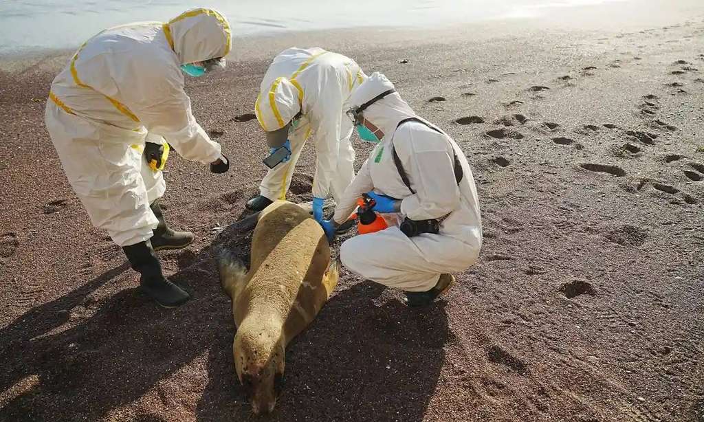 Flu burung menewaskan ratusan singa laut di Peru