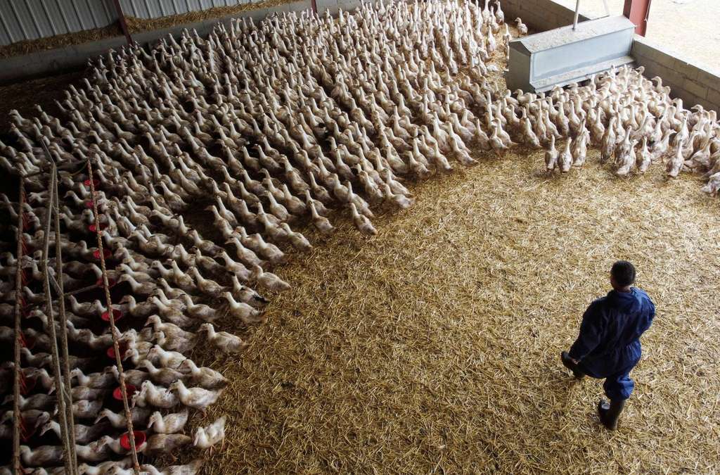 Peternakan bebek merupakan yang terpukul jika penyebaran flu burung tak terkendali