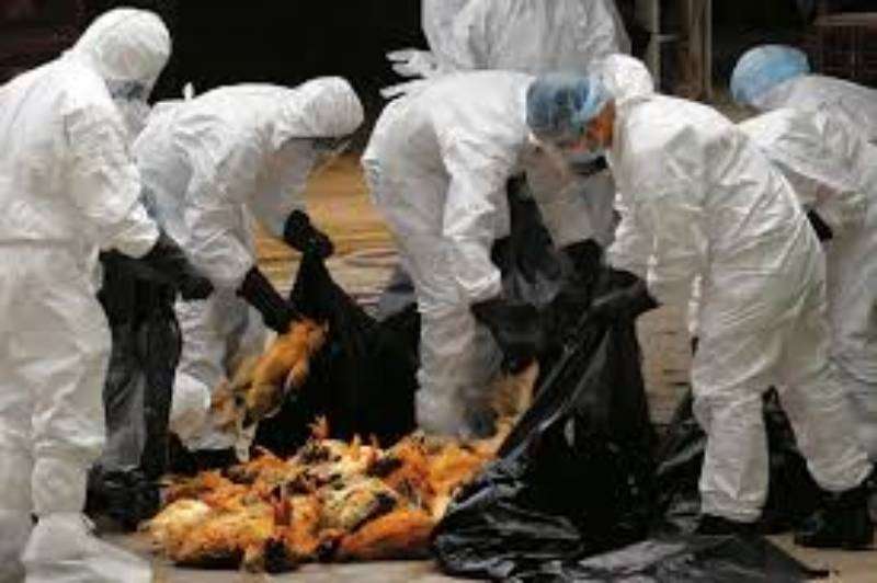 Petugas tengah mengevakuasi ayam yang mati karena flu burung