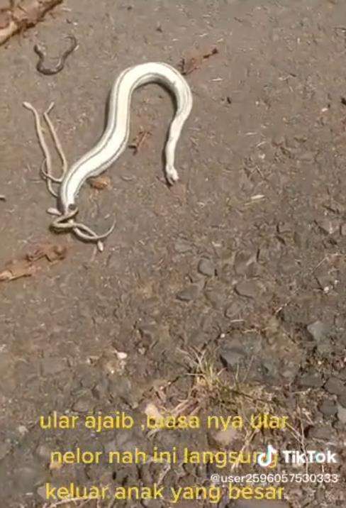 Ular tak bergerak di tengah jalan dikira mati, ternyata melahirkan.