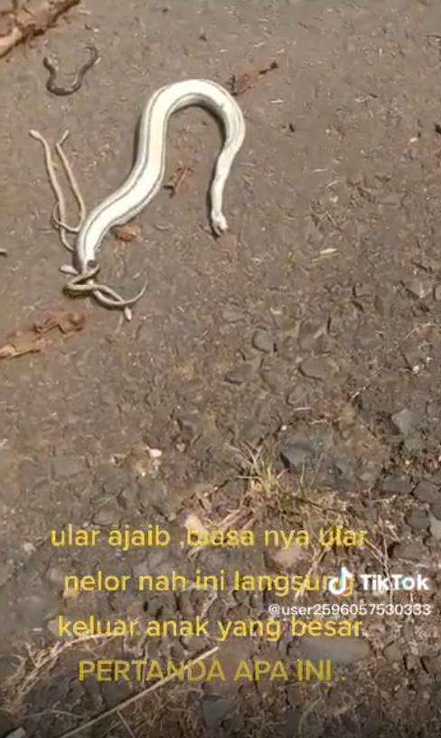 Ular tak bergerak di tengah jalan dikira mati, ternyata melahirkan.