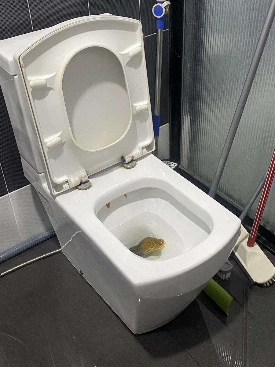 Ngeri! Siram toilet airnya tidak turun-turun, pas dicek muncul kepala ular piton.