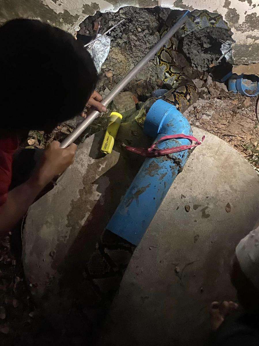 Ngeri! Siram toilet airnya tidak turun-turun, pas dicek muncul kepala ular piton.
