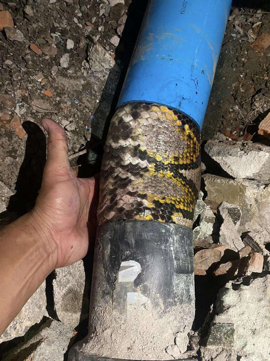 Ngeri! Siram toilet airnya tidak turun-turun, pas dicek muncul kepala ular piton.