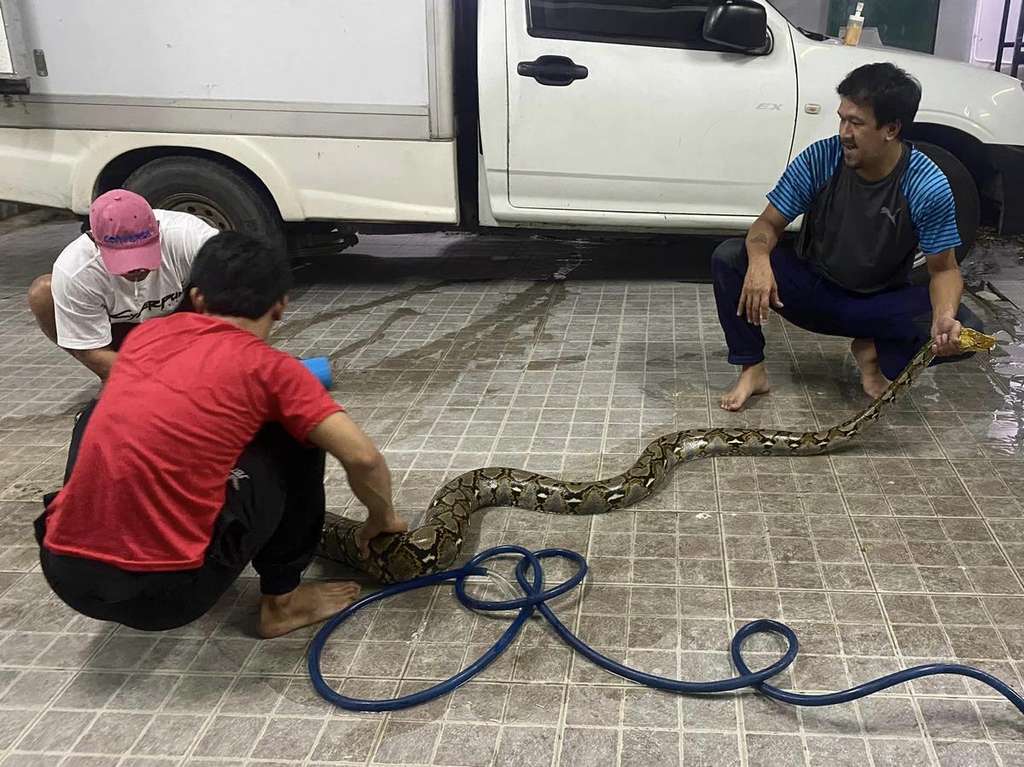 Ngeri! Siram toilet airnya tidak turun-turun, pas dicek muncul kepala ular piton.
