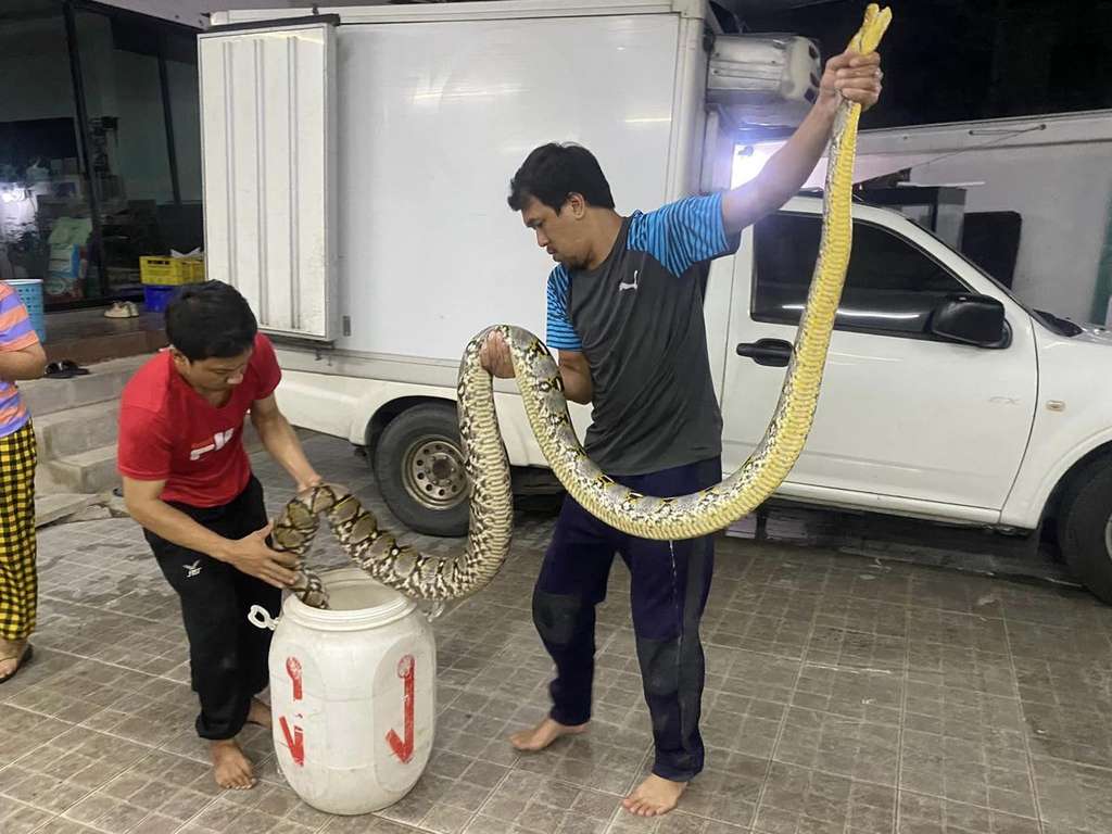 Ngeri! Siram toilet airnya tidak turun-turun, pas dicek muncul kepala ular piton.