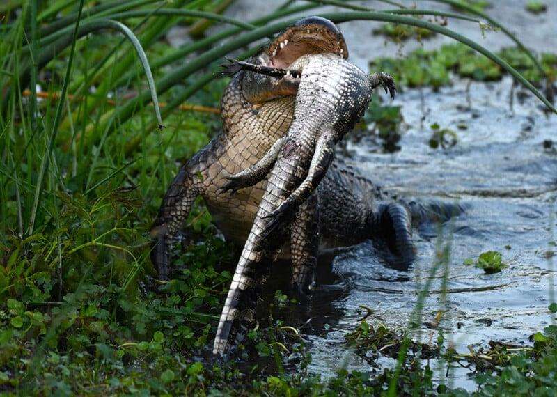 Cerita fotografer yang gemetaran menyaksikan aksi brutal aligator memangsa jenisnya sendiri.