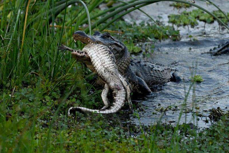 Cerita fotografer yang gemetaran menyaksikan aksi brutal aligator memangsa jenisnya sendiri.