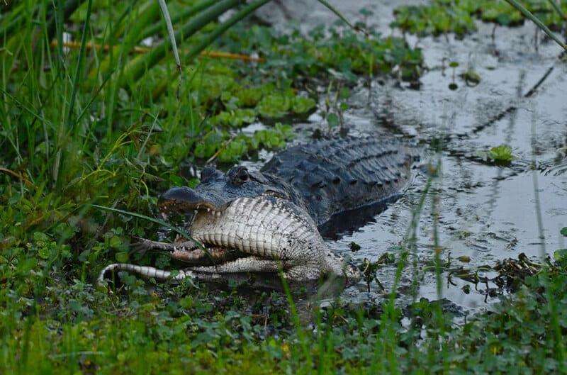 Cerita fotografer yang gemetaran menyaksikan aksi brutal aligator memangsa jenisnya sendiri.