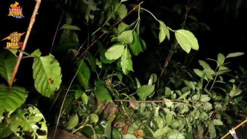 Tengah malam iseng bakar terasi di tengah hutan.