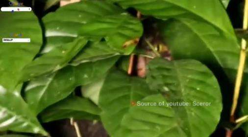 Tengah malam iseng bakar terasi di tengah hutan.