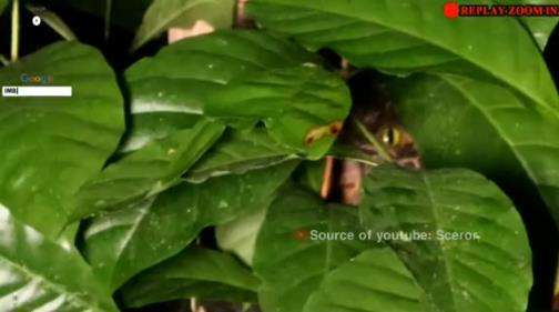 Tengah malam iseng bakar terasi di tengah hutan.