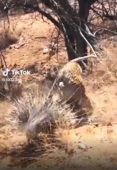 Terlalu rakus, macan tutul terkam landak malah mulutnya luka kena durinya.