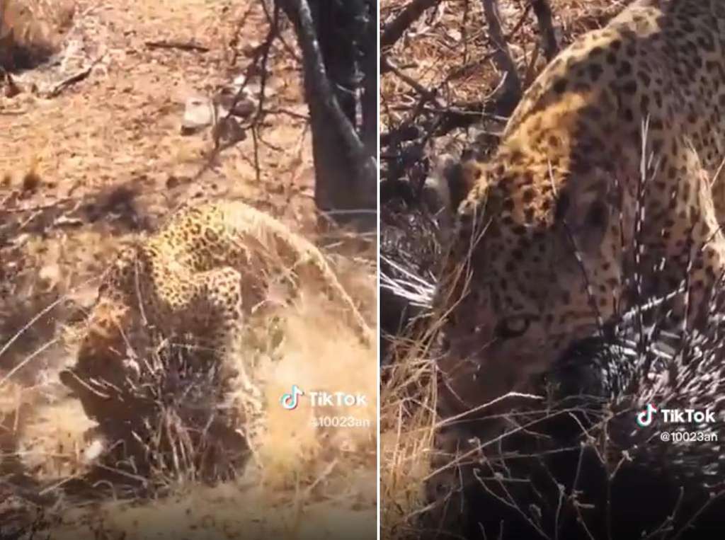 Terlalu rakus, macan tutul terkam landak malah mulutnya luka kena durinya.