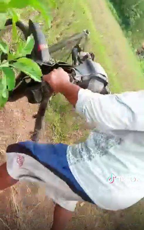 Apes, motor patah jadi dua di dekat sawah.