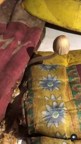 Merinding! Saking Joroknya Kamar ini Sampai Tumbuh Jamur di Kasurnya